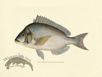 Scup or Porgy